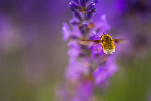 Abelha selvagem em lavanda — Fotografia de Stock