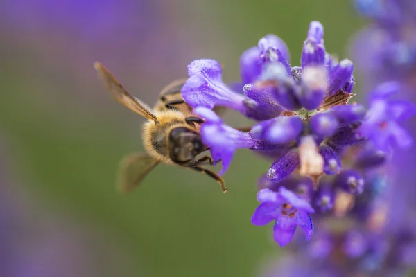 Дика бджола на лаванді — стокове фото