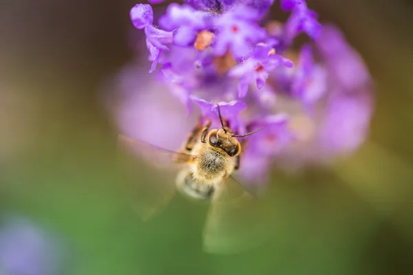 Wild bee on Lavender — Stock Photo, Image