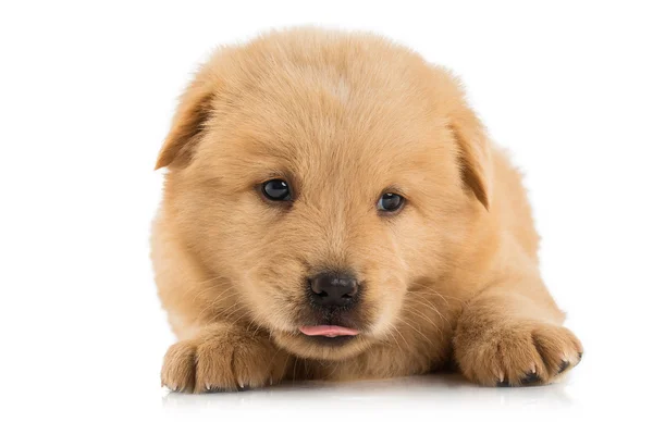 Chiot moelleux à chow-chow — Photo