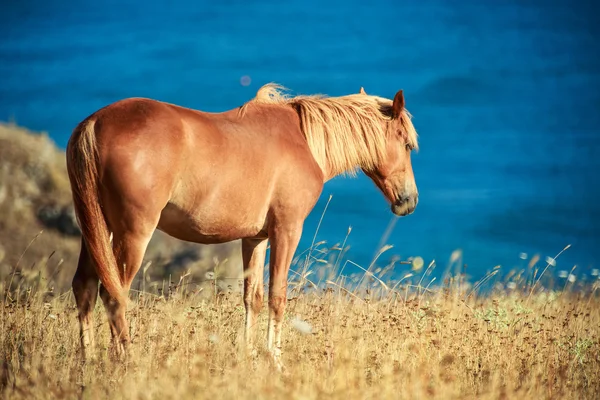 Caballo salvaje frente al mar al amanecer — Foto de Stock