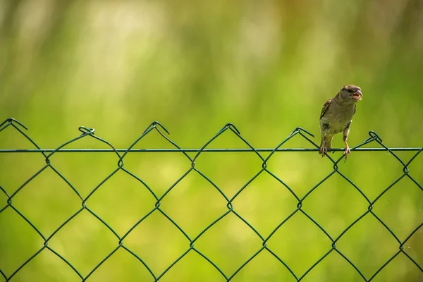 Sperling hockt auf Drahtnetz — Stockfoto