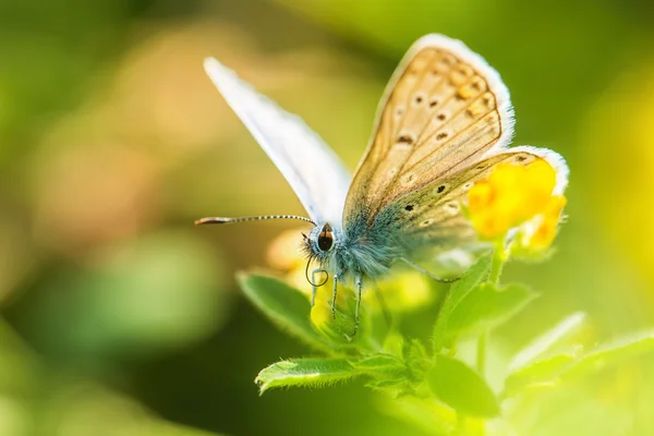 Orvalho de manhã fresco em uma grama de primavera e borboleta, backg natural — Fotografia de Stock