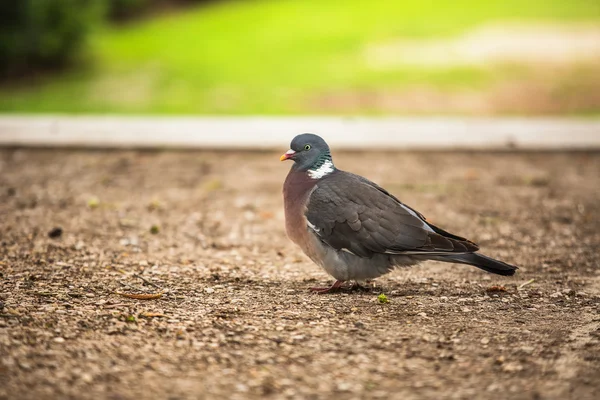 Güvercin. Güzel güvercin Tuileries bahçesinde Paris, Fransa — Stok fotoğraf
