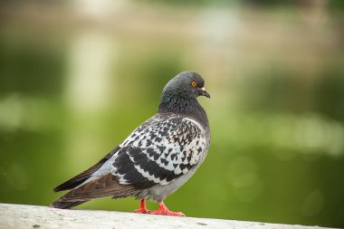Dove. Beautiful pigeon in Tuilleries garden in Paris, France clipart