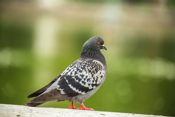 Dove. Beautiful pigeon in Tuilleries garden in Paris, France — Stock Photo, Image