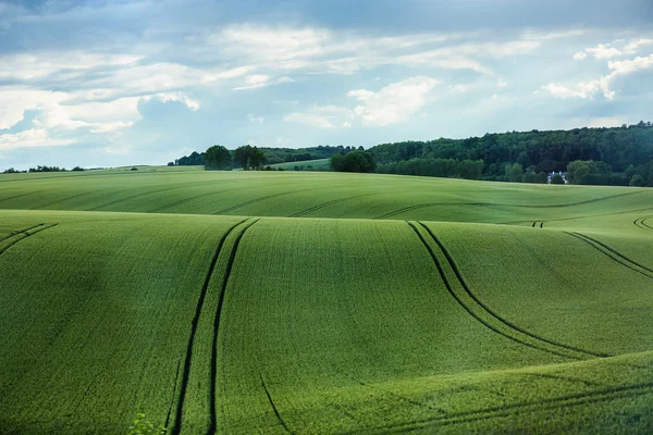 Campo de trigo contra o céu azul com nuvens brancas — Fotografia de Stock