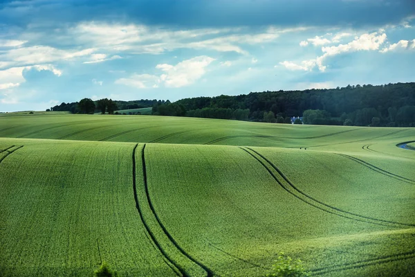 Пшеничное поле против голубого неба с белыми облаками — стоковое фото