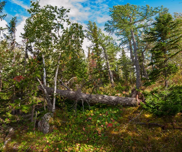 Op de berg in herfstdag — Stockfoto