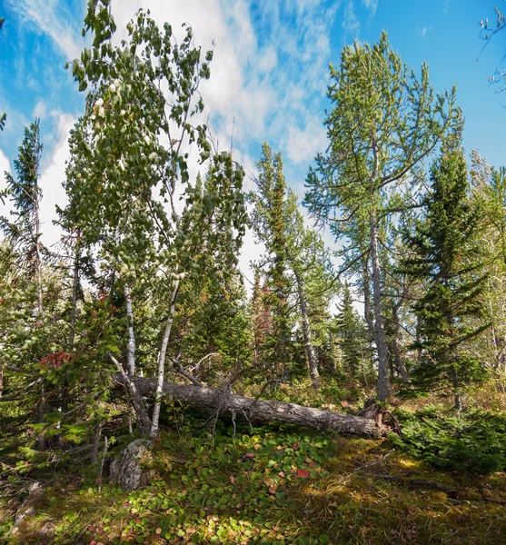 Op de berg in herfstdag — Stockfoto