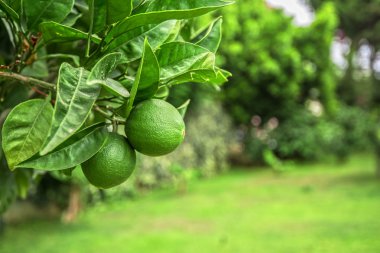 Limon ağacı meyve 