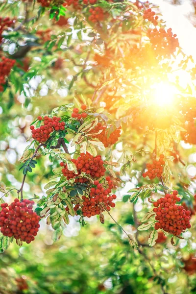 Rowan-árvore com rowanberry — Fotografia de Stock