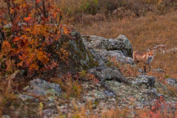 Red fox w tajga — Zdjęcie stockowe