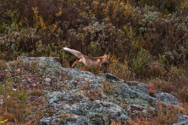 Zorro rojo en taiga —  Fotos de Stock