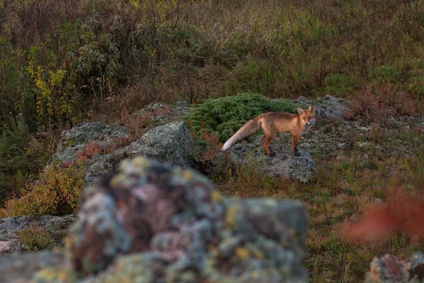 Κόκκινη αλεπού σε Τάιγκα — Φωτογραφία Αρχείου