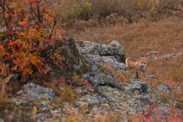 Red fox i taiga — Stockfoto