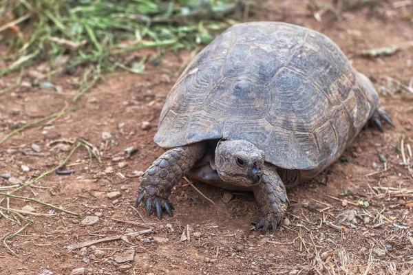 Tortue sur la terre — Photo