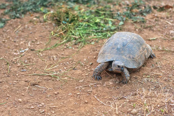 Tortue sur la terre — Photo