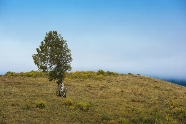 Jen strom v horách — Stock fotografie