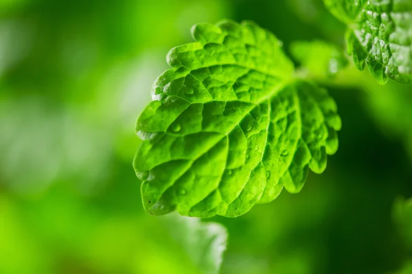 Grüne frische Melisse — Stockfoto