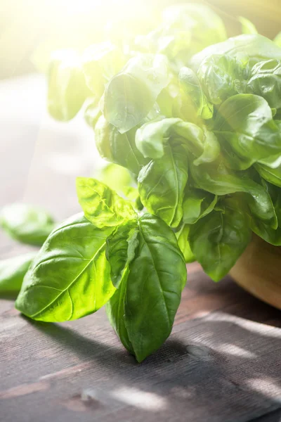 Albahaca orgánica fresca — Foto de Stock