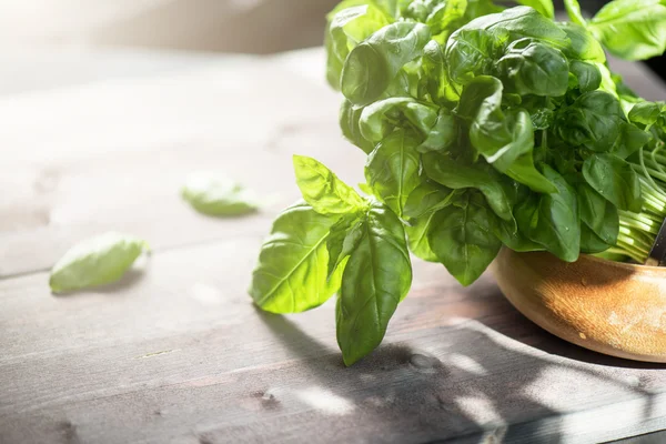 Albahaca orgánica fresca — Foto de Stock