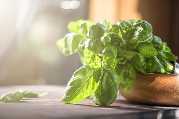 Albahaca orgánica fresca — Foto de Stock