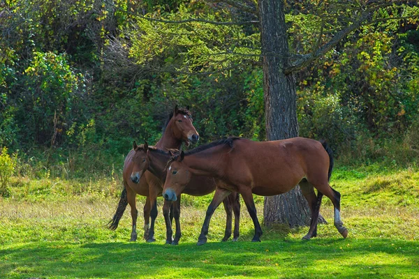 Horses in mountain ranch — Stock Photo, Image