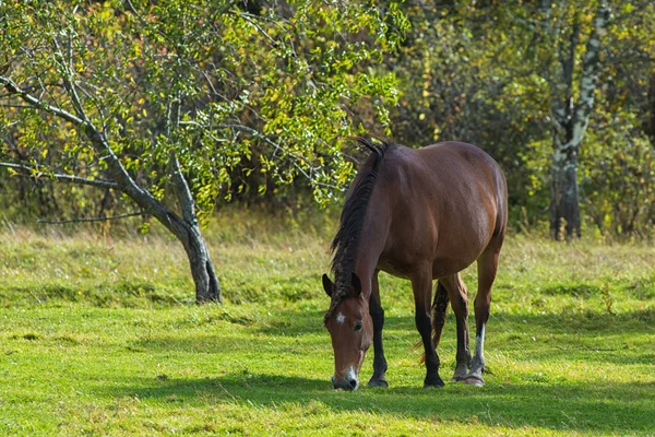 Horses in mountain ranch — Stock Photo, Image