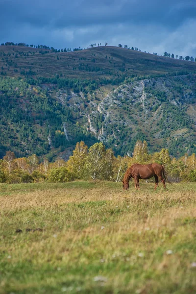 Caballos en rancho de montaña — Foto de Stock