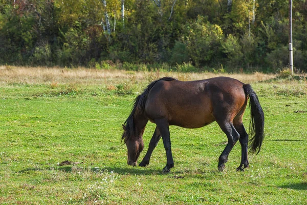 山の牧場の馬 — ストック写真