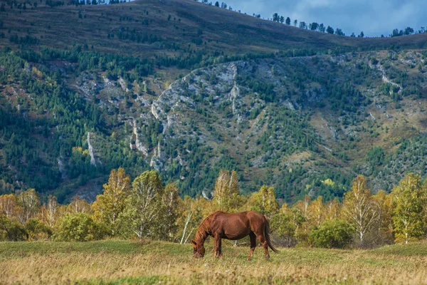 Atları Dağ Çiftliği — Stok fotoğraf