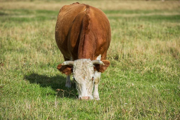 Граблінг корови на гірському ранчо — стокове фото