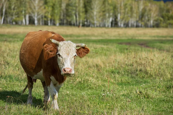 Vaca pastando en rancho de montaña — Foto de Stock