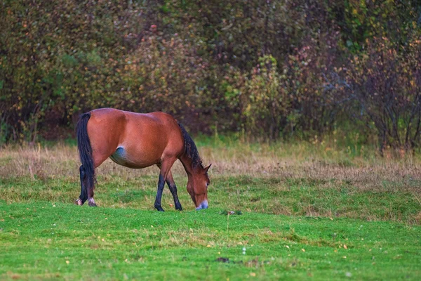 山の牧場の馬 — ストック写真