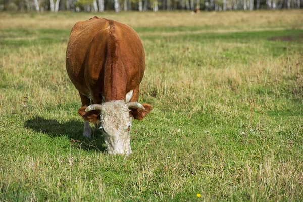 Vaca pastando en rancho de montaña — Foto de Stock