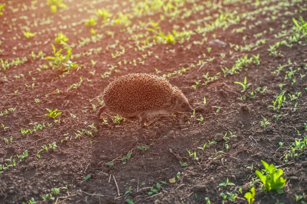 Erizo en el campo — Foto de Stock