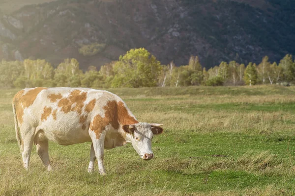 Vaca pastando en rancho de montaña — Foto de Stock