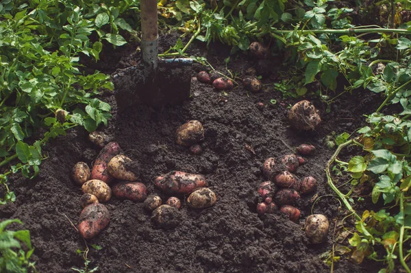 Verse oogst aardappelen — Stockfoto