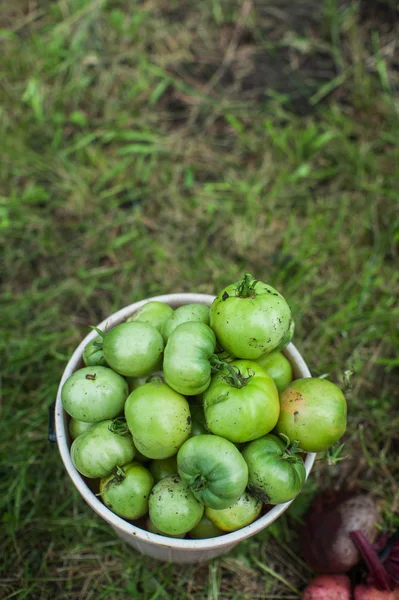 Pomodori freschi da raccolta — Foto Stock