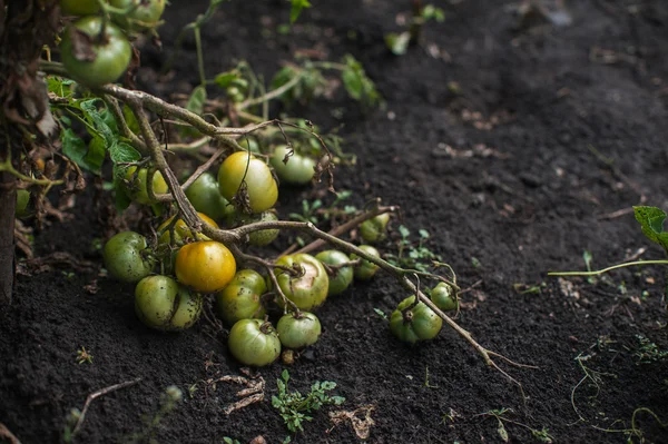 Tomates recién cosechados —  Fotos de Stock