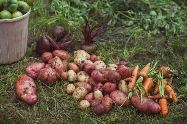新鮮な野菜の収穫 — ストック写真