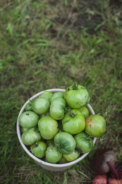 Taze hasat domates — Stok fotoğraf