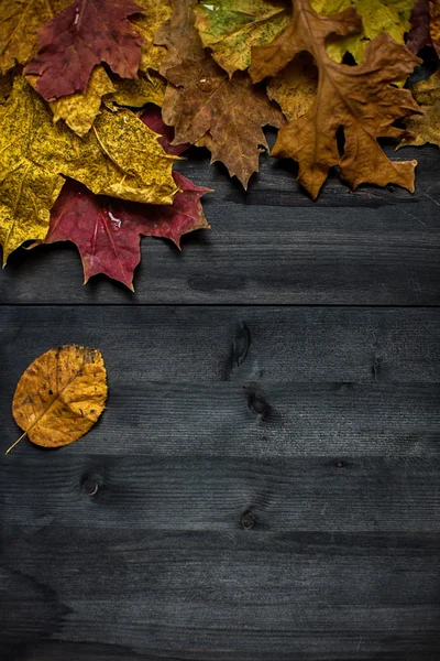 Hout herfst achtergrond — Stockfoto