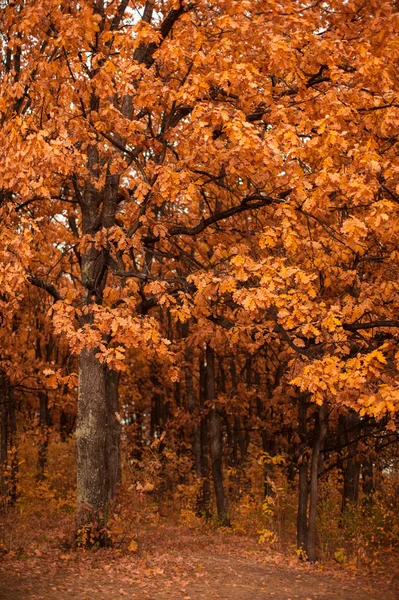 Herbstblätter der Eiche — Stockfoto