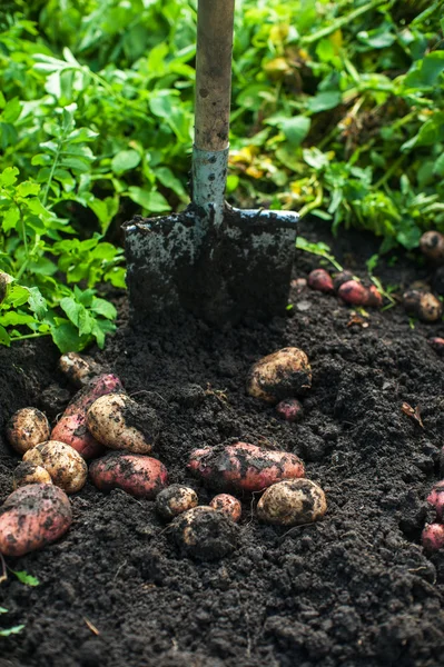 Fresh harvesting potatoes — Stock Photo, Image