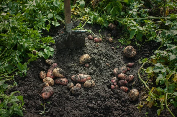 Verse oogst aardappelen — Stockfoto