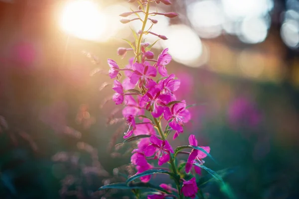 Letní divoká květina vlčí — Stock fotografie