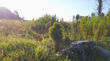 Altai dağlarında küçük bir çam ağacı büyüyor.