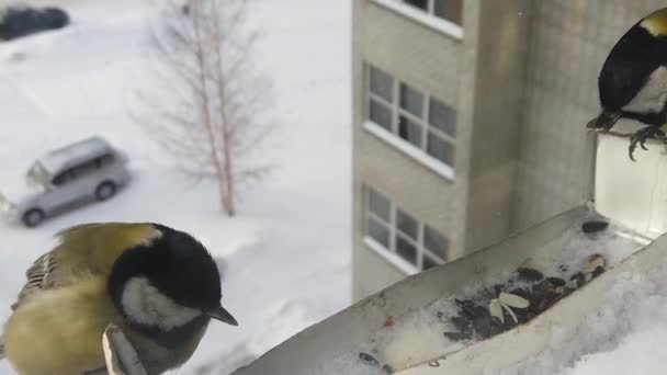 Feeding birds in winter — Stock Video